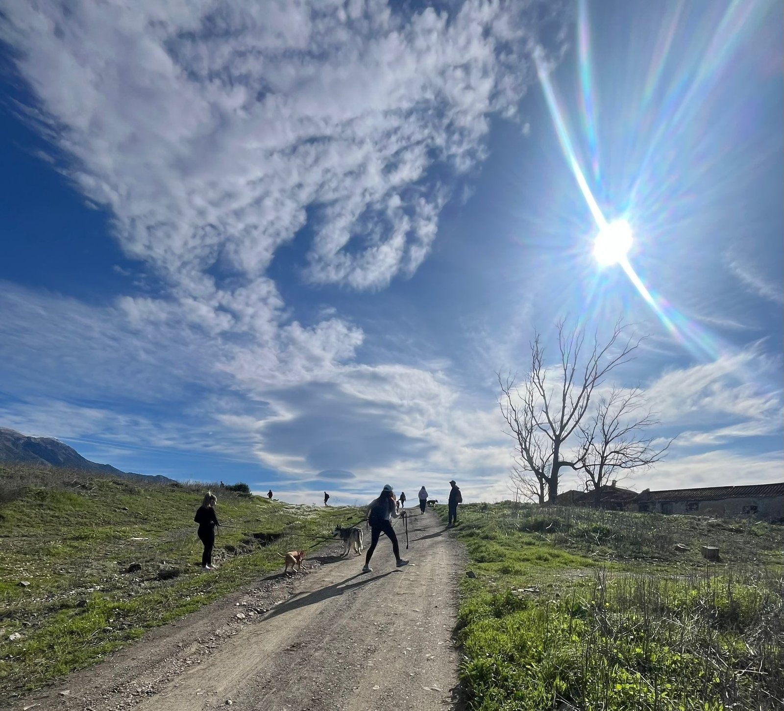Grupo de personas paseando a varios perros por un camino de montaña