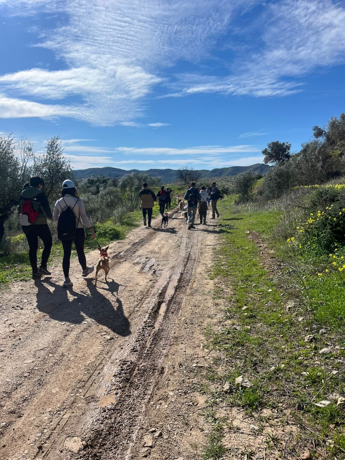 Grupo de tutores y perros caminando juntos por un sendero durante el paseo de socialización