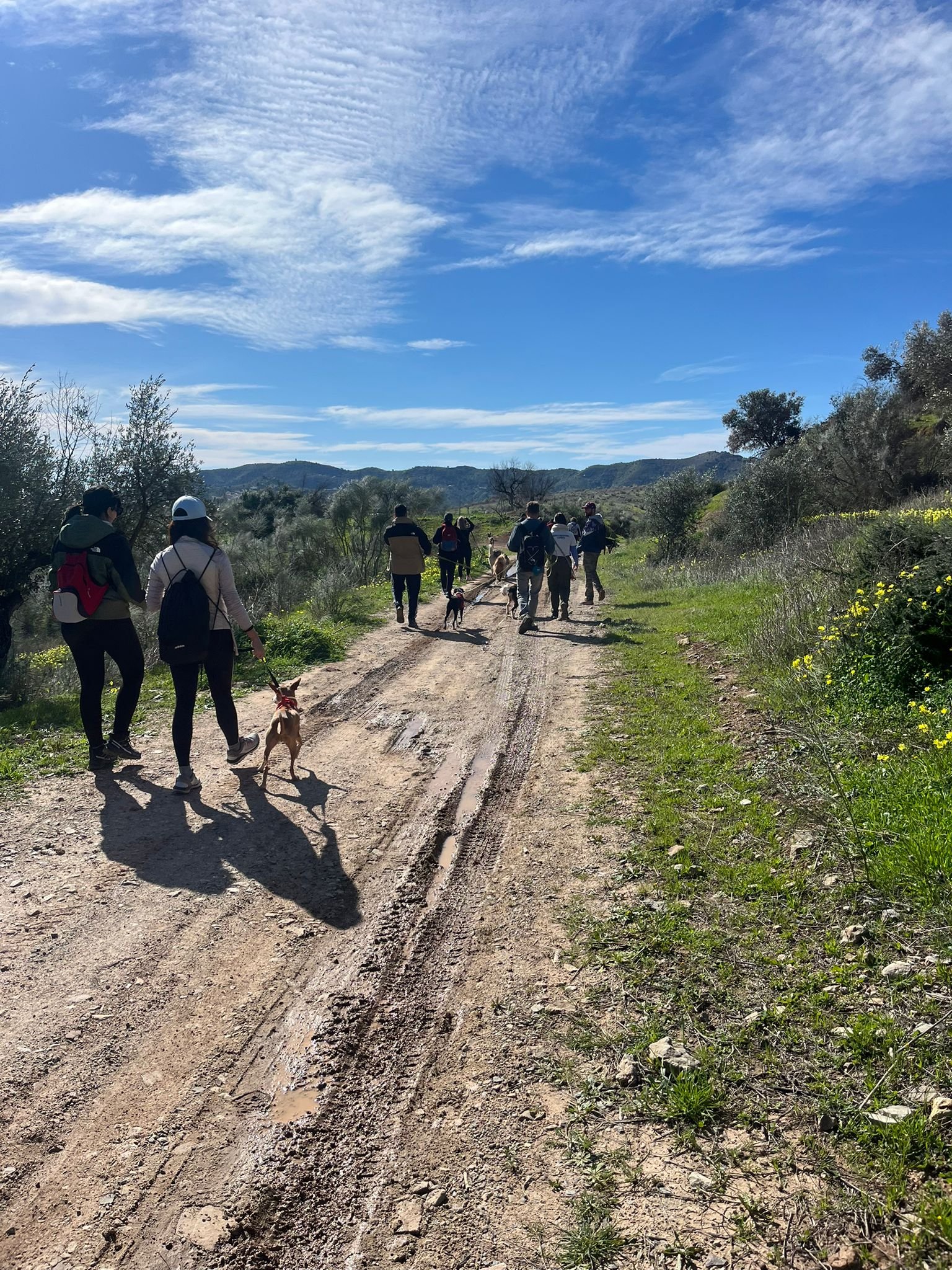 Pequeño grupo de perros y tutores caminando en un entorno natural