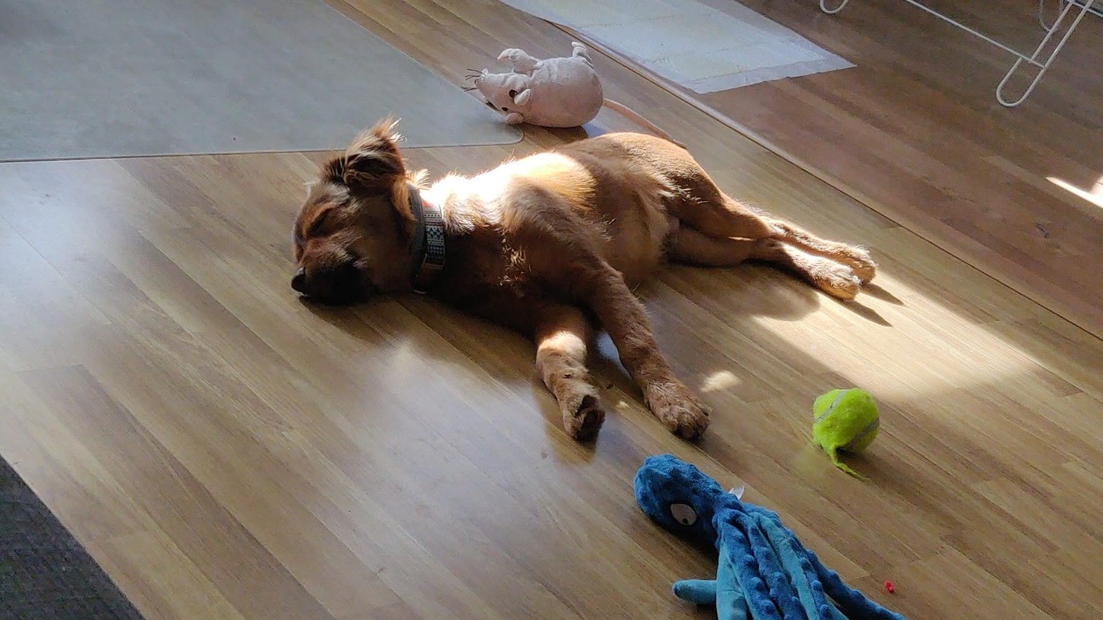 Perro tumbado descansando en el suelo de casa