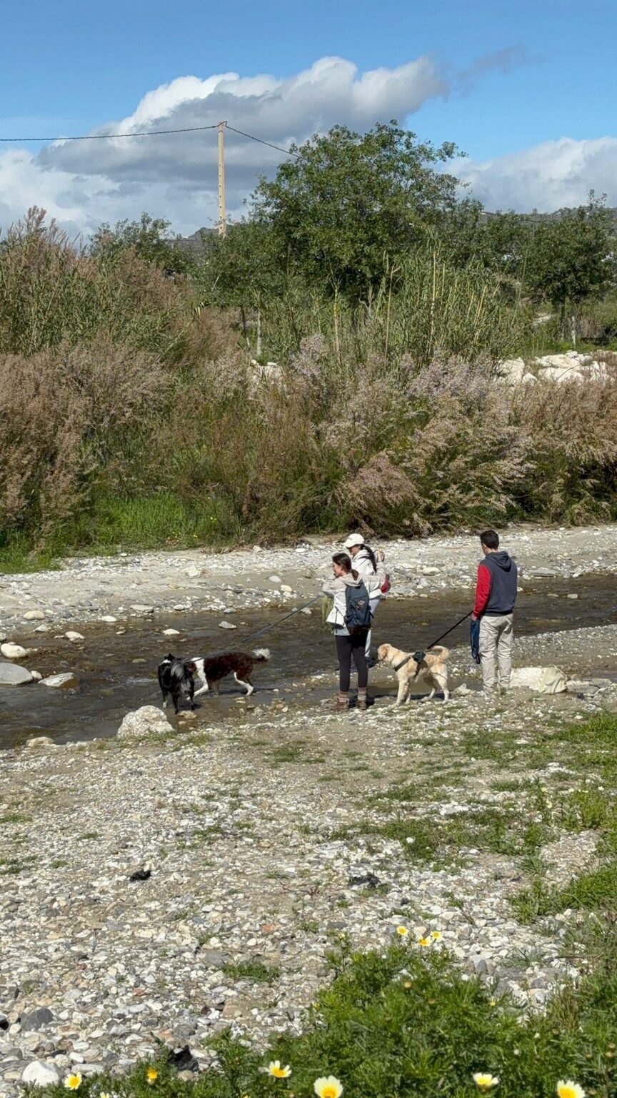 Perro olfateando el entorno durante un paseo de socialización en grupo
