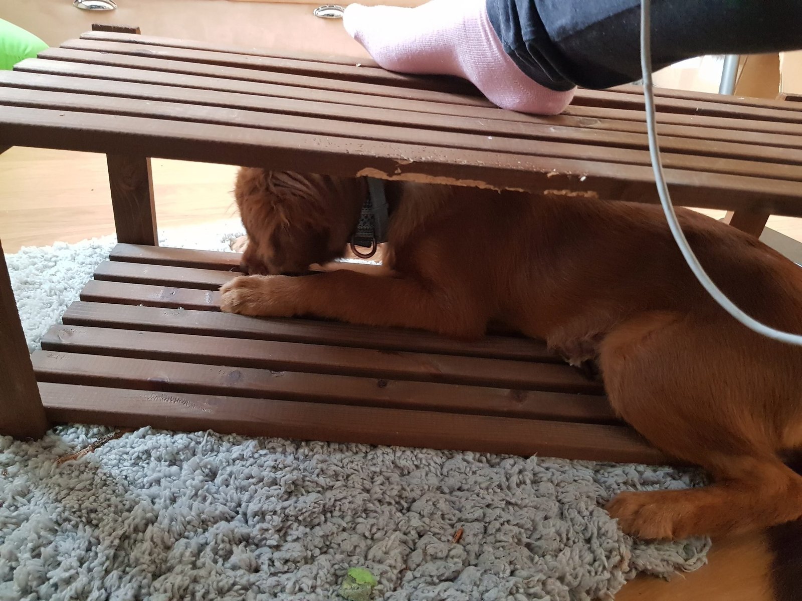 Cachorro mordisqueando una correa escondido bajo un banco