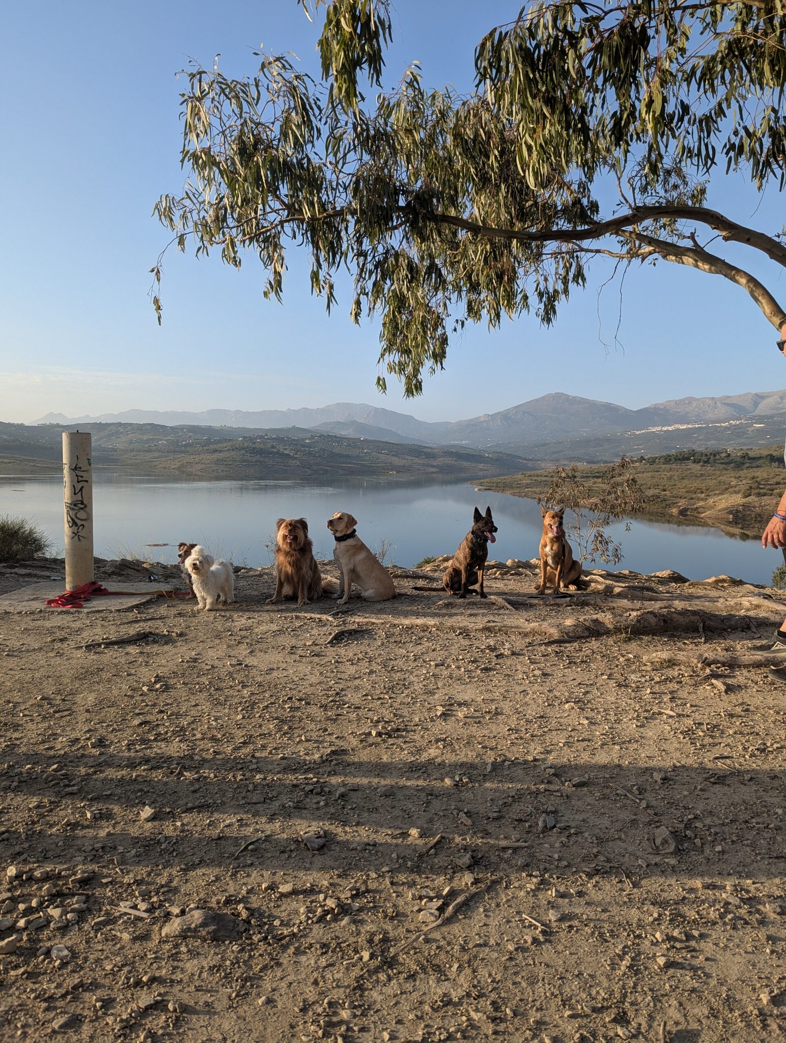 Perros y tutores compartiendo espacio en calma junto a un lago