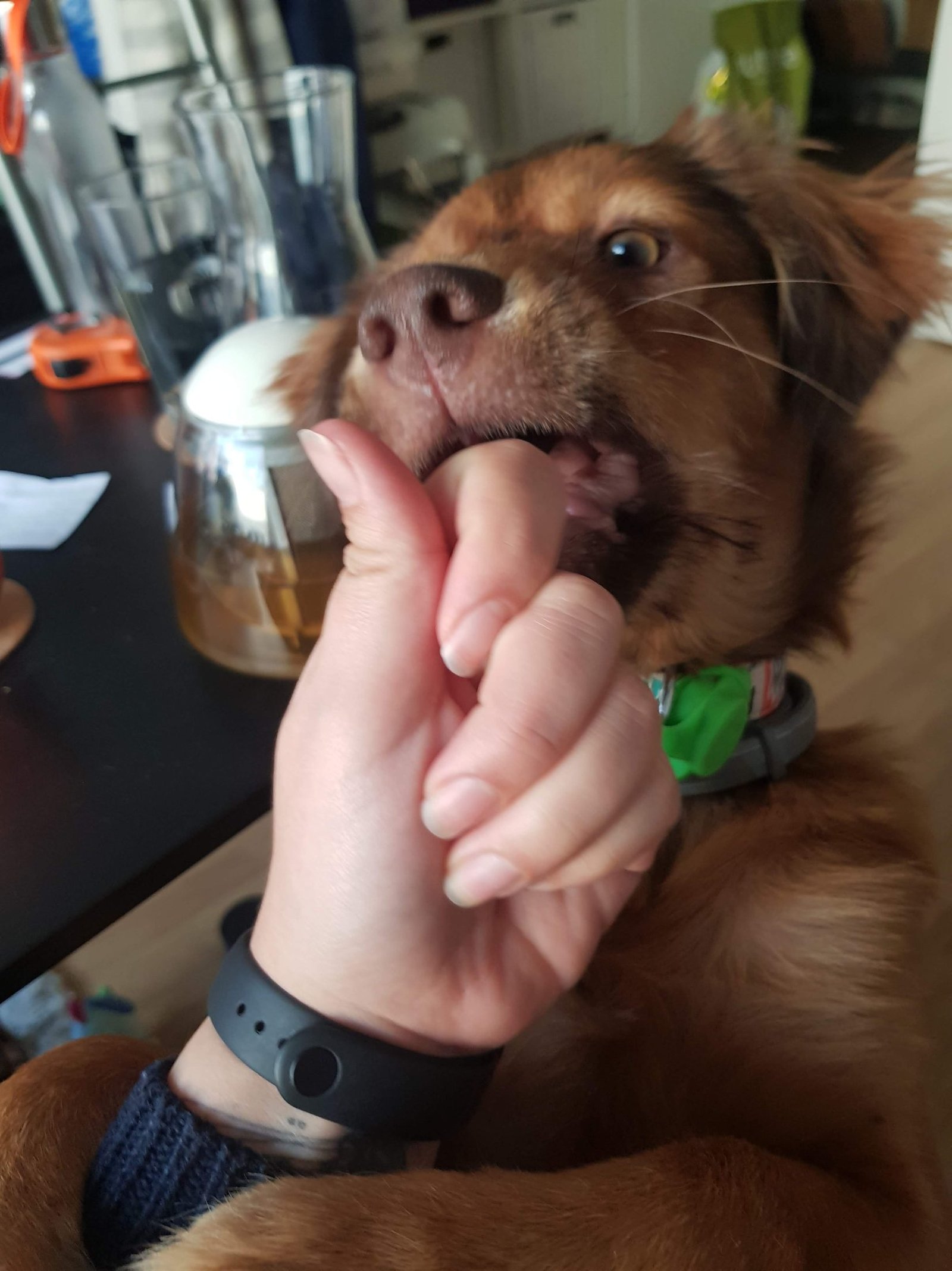 Detalle de un perro mordisqueando suavemente la mano de su tutora